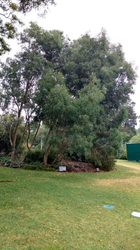 Eucalyptus saxatilis plantplacesimage20161226_171021.jpg