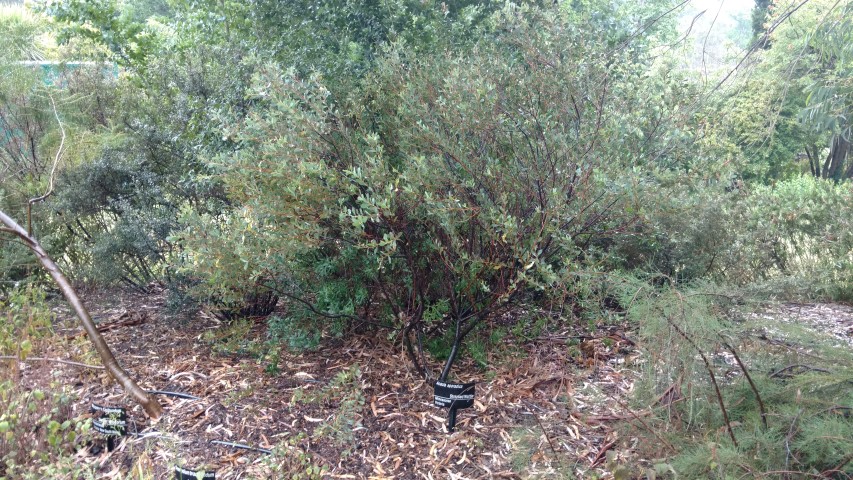 Acacia sporadica plantplacesimage20161226_171231.jpg