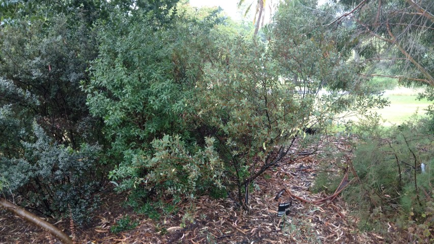 Acacia sporadica plantplacesimage20161226_171256.jpg