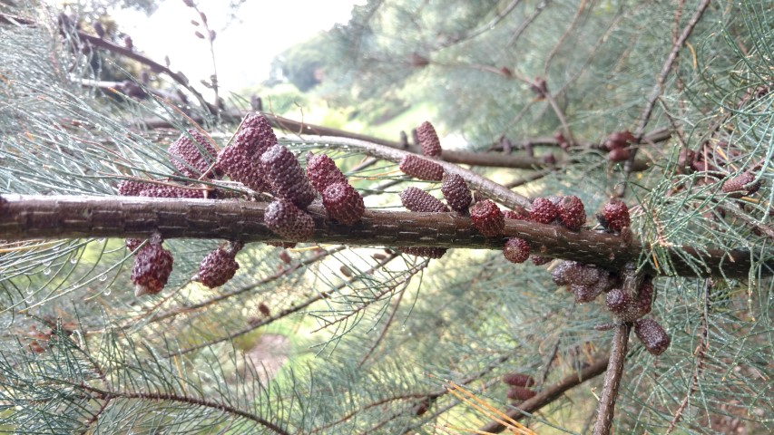Howittia trilocularis plantplacesimage20161226_172127.jpg