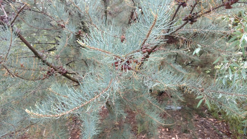 Howittia trilocularis plantplacesimage20161226_172139.jpg