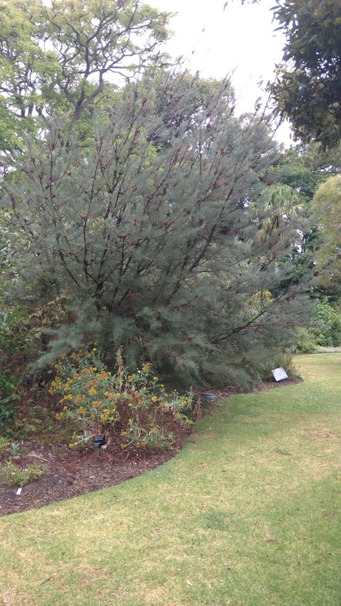 Howittia trilocularis plantplacesimage20161226_172200.jpg