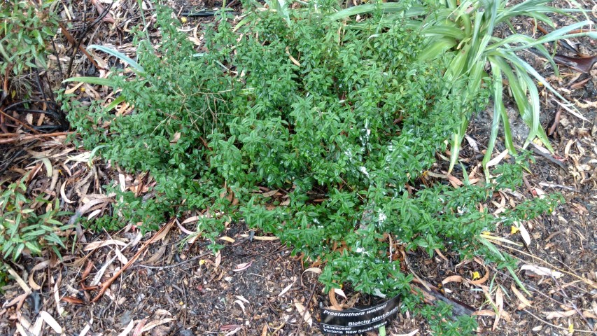 Prostanthera walteri plantplacesimage20161226_172631.jpg