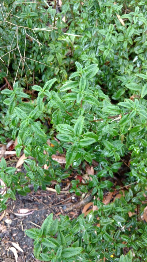 Prostanthera walteri plantplacesimage20161226_172646.jpg