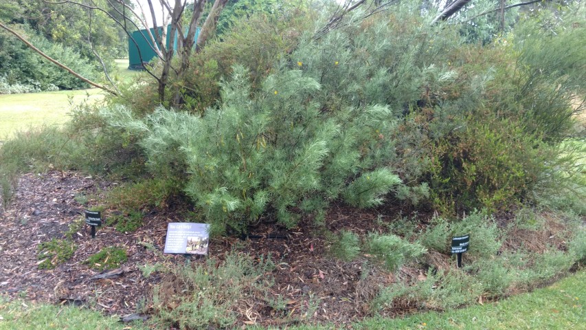 Senna artemisiodes plantplacesimage20161226_172759.jpg