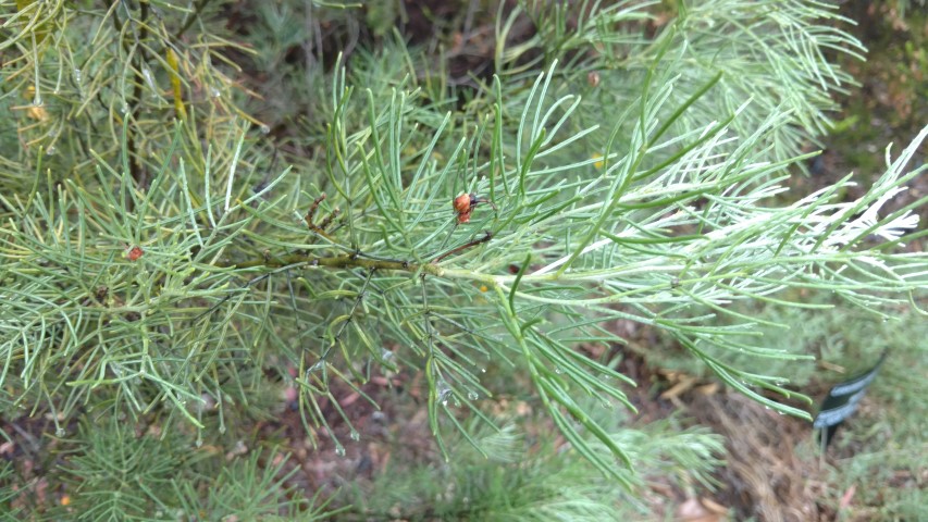 Senna artemisiodes plantplacesimage20161226_172814.jpg