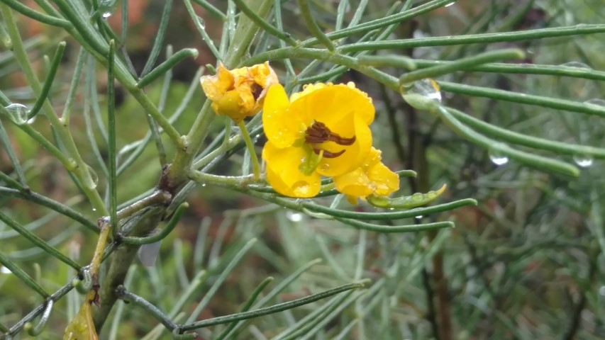 Senna artemisiodes plantplacesimage20161226_172828.jpg