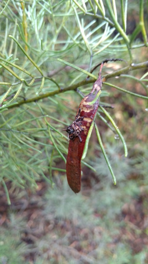 Senna artemisiodes plantplacesimage20161226_172840.jpg