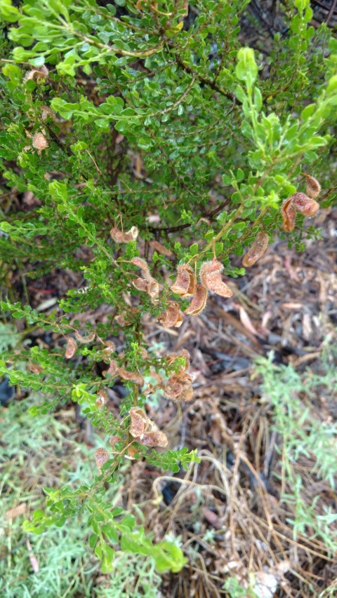 Acacia glandulicarpa plantplacesimage20161226_173002.jpg