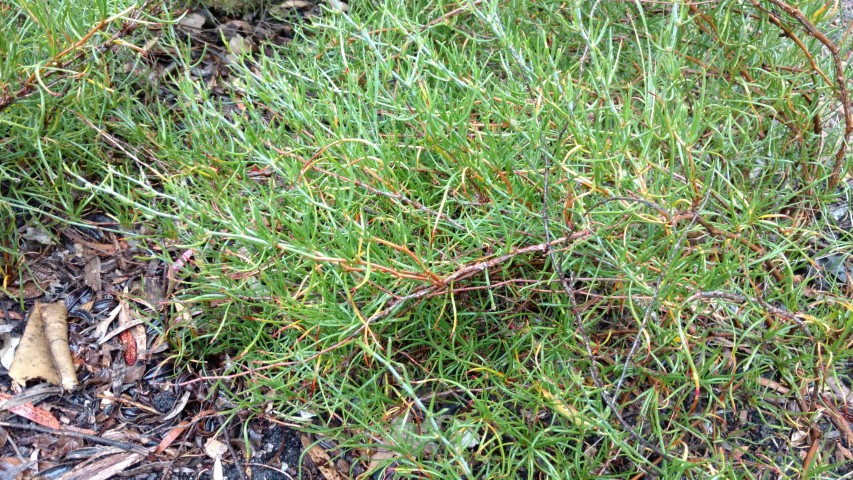 Muehlenbeckia horrida plantplacesimage20161226_173337.jpg