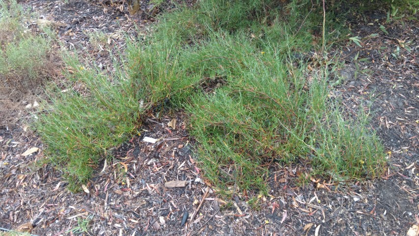 Muehlenbeckia horrida plantplacesimage20161226_173352.jpg