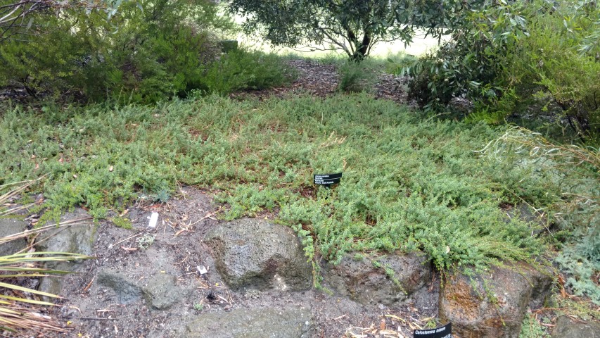 Kunzea pomifera plantplacesimage20161226_173640.jpg