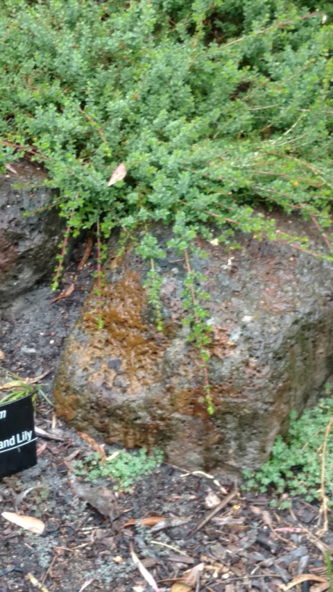 Kunzea pomifera plantplacesimage20161226_173649.jpg