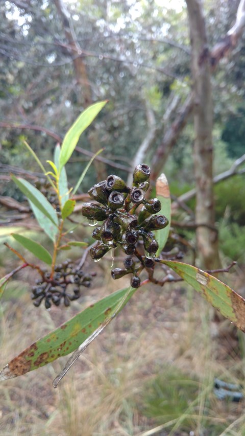 Eucalyptus froggattii plantplacesimage20161226_174030.jpg