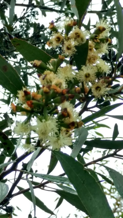 Eucalyptus froggattii plantplacesimage20161226_174049.jpg