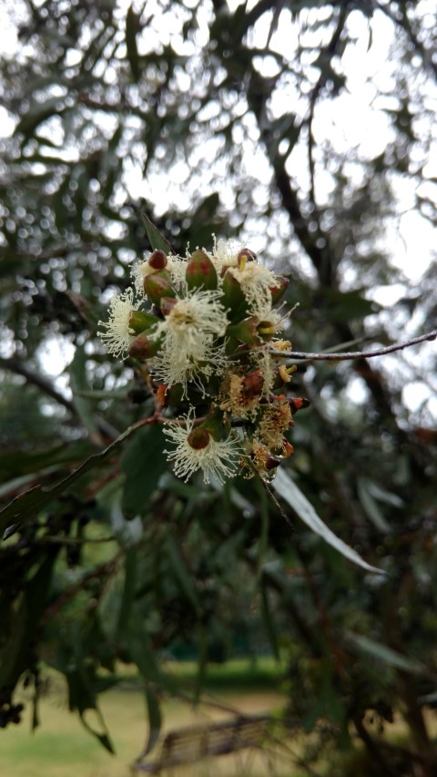 Eucalyptus froggattii plantplacesimage20161226_174130.jpg