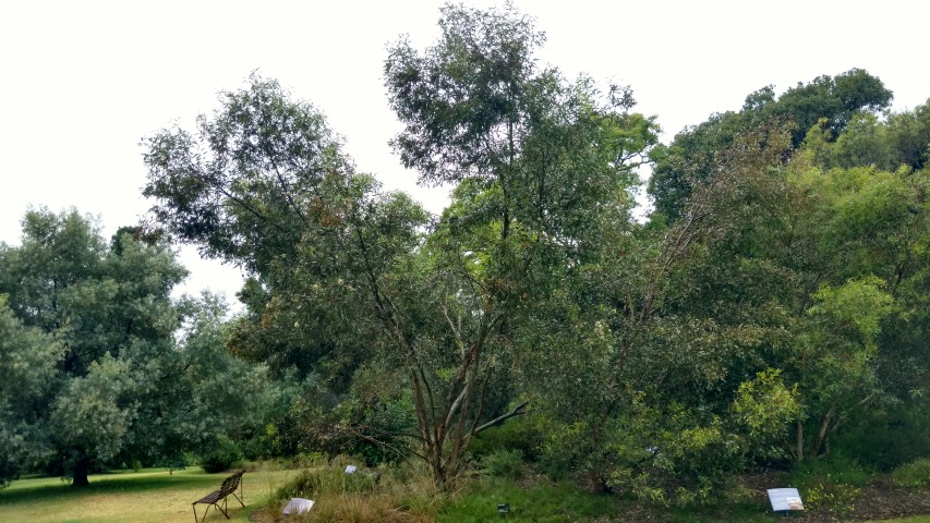 Eucalyptus froggattii plantplacesimage20161226_174148.jpg