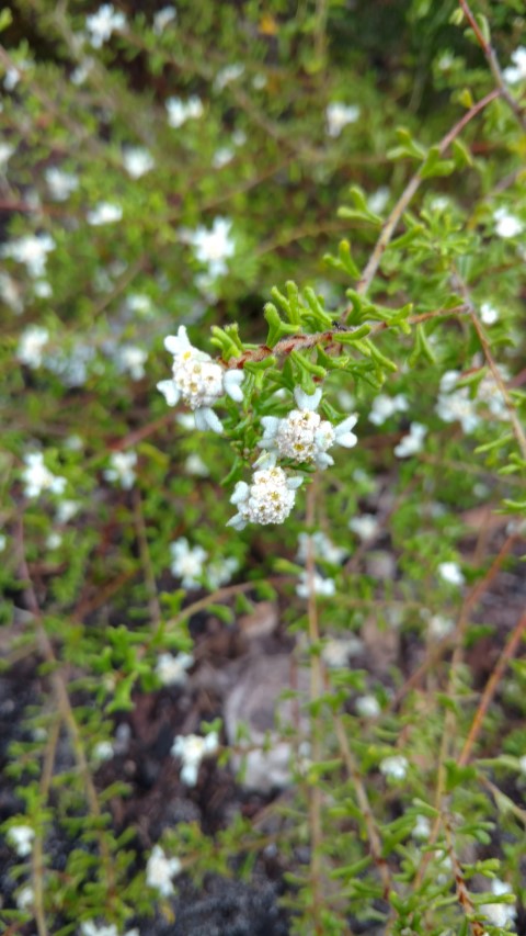 Spyridium furculentum plantplacesimage20161226_174416.jpg