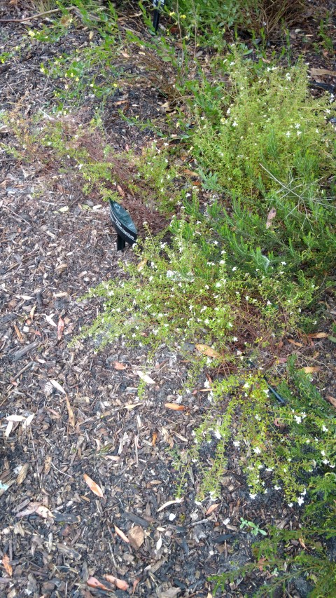 Spyridium furculentum plantplacesimage20161226_174427.jpg