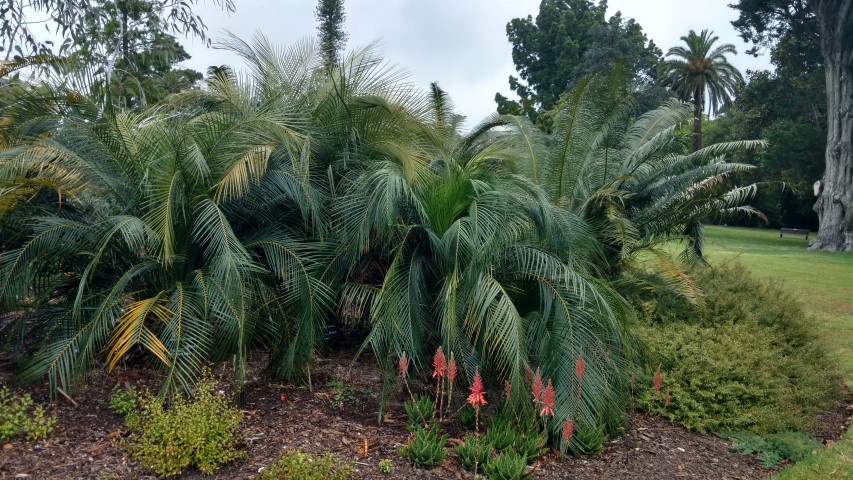 Macrozamia communis plantplacesimage20161226_175824.jpg