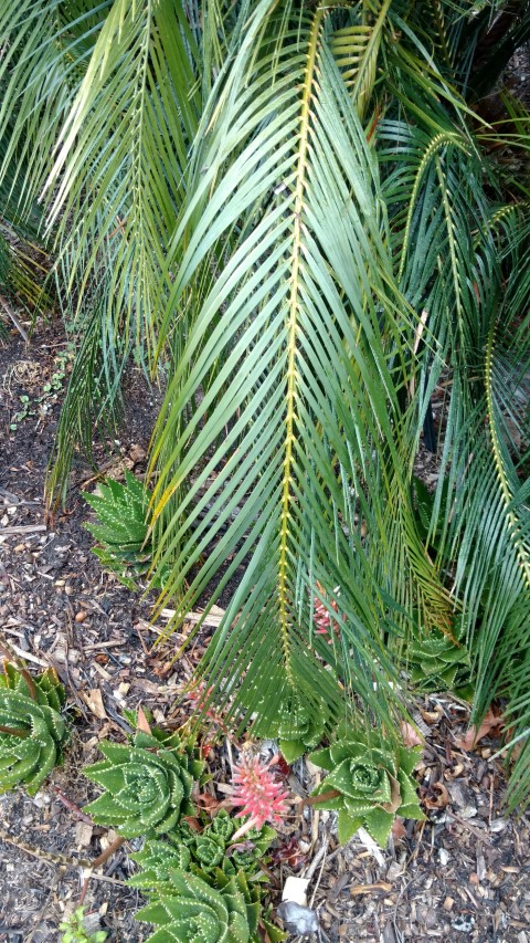 Macrozamia communis plantplacesimage20161226_175839.jpg