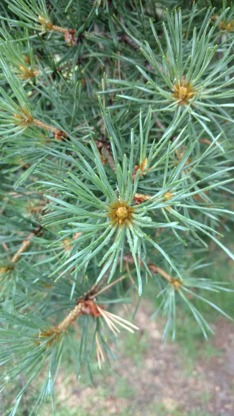 Pinus sylvestris plantplacesimage20161226_180144.jpg