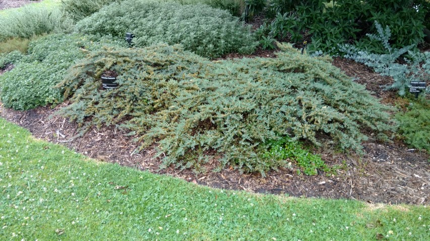 Homoranthus flavescens plantplacesimage20161226_181135.jpg