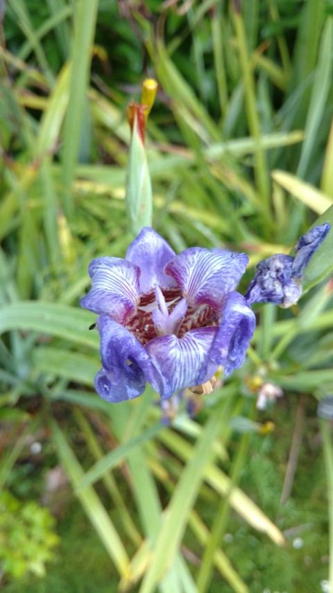 Neomarica caerulea plantplacesimage20161226_182803.jpg