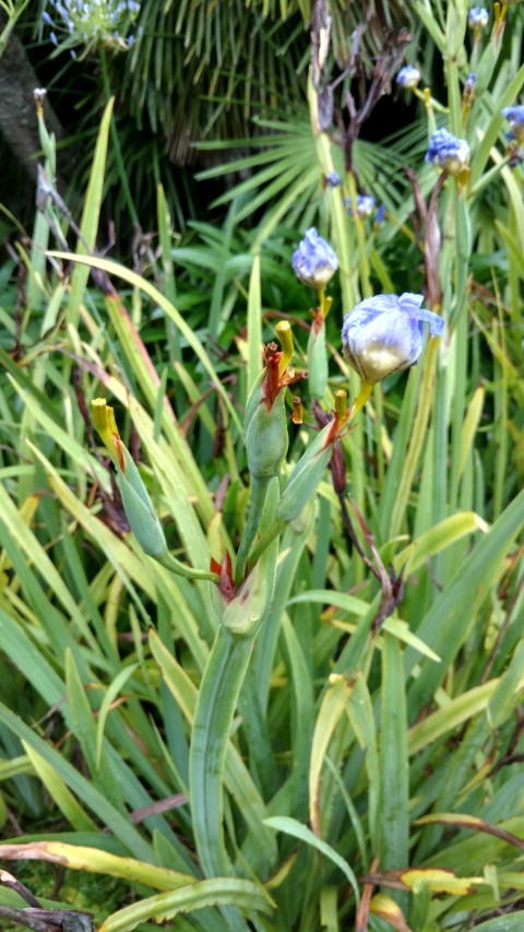 Neomarica caerulea plantplacesimage20161226_182818.jpg