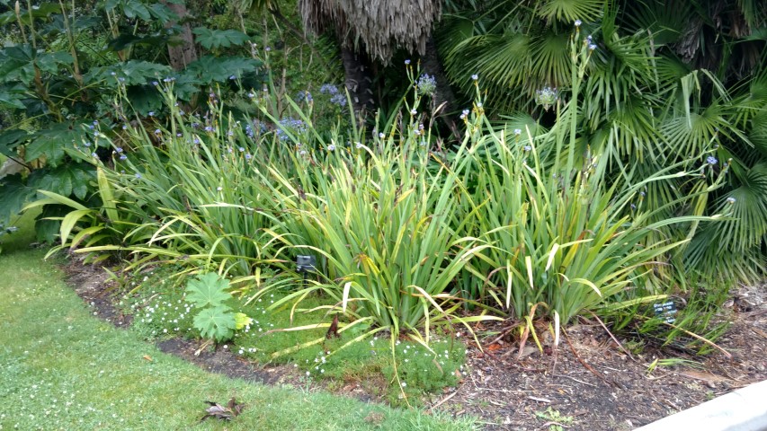 Neomarica caerulea plantplacesimage20161226_182841.jpg