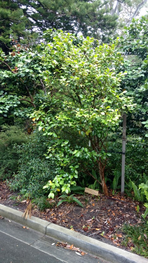 Camellia japonica plantplacesimage20161226_182912.jpg