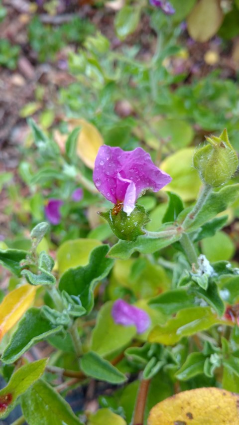Rhodanthe anthemoides plantplacesimage20161226_183026.jpg