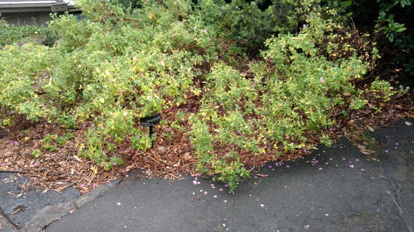 Rhodanthe anthemoides plantplacesimage20161226_183038.jpg