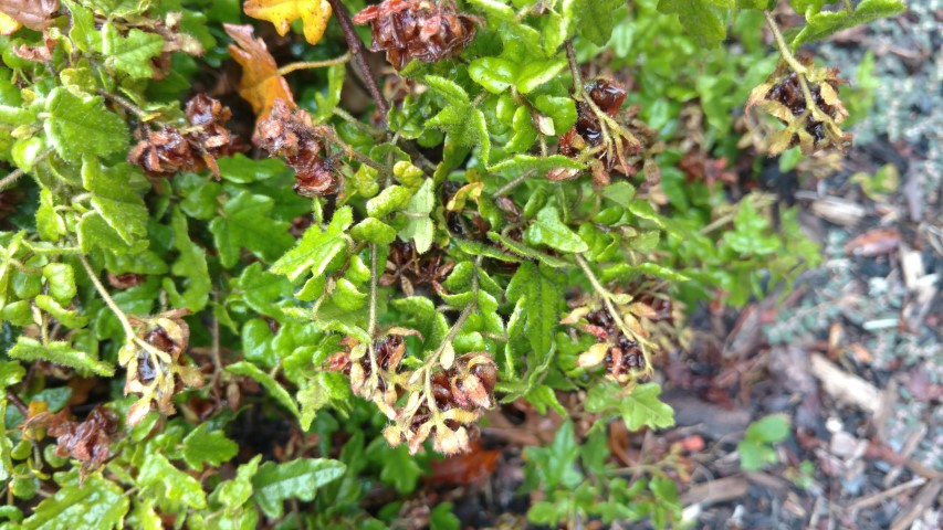 Thomasia brachystachys plantplacesimage20161226_183548.jpg