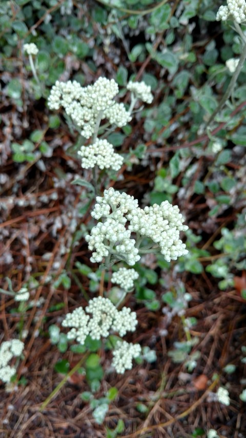 Helichrysum petiolare plantplacesimage20161226_183714.jpg