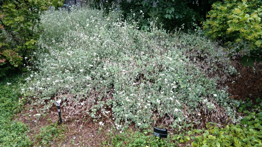 Helichrysum petiolare plantplacesimage20161226_183723.jpg