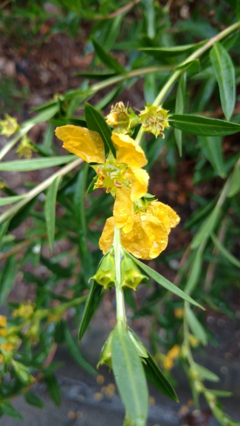 Heimia salicifolia plantplacesimage20161226_183853.jpg