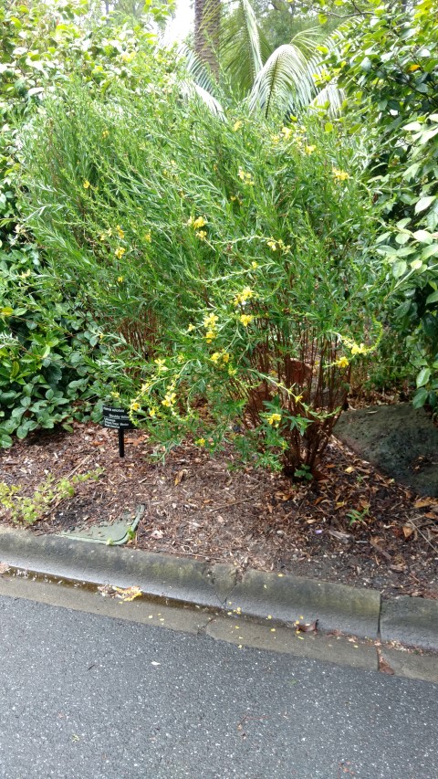 Heimia salicifolia plantplacesimage20161226_183901.jpg