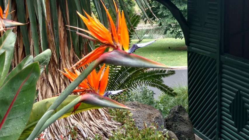 Strelitzia reginae plantplacesimage20161226_184154.jpg