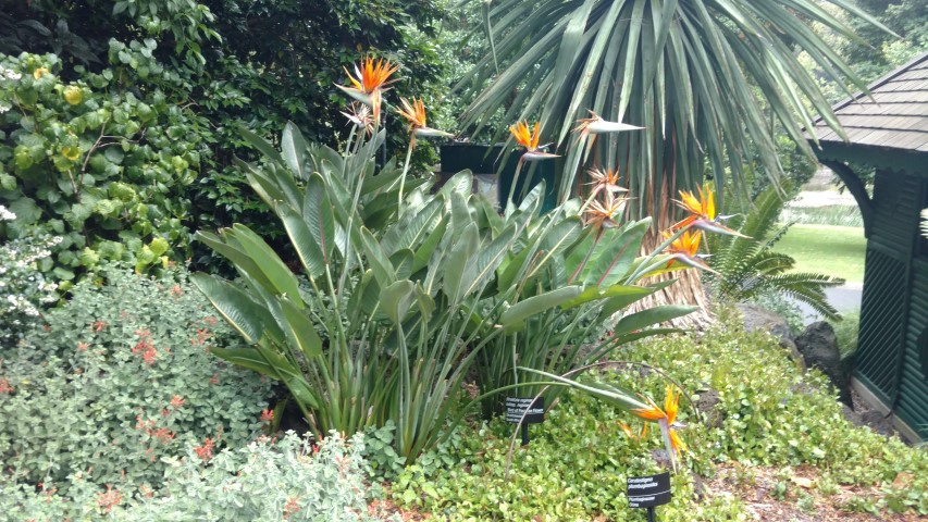 Strelitzia reginae plantplacesimage20161226_184216.jpg