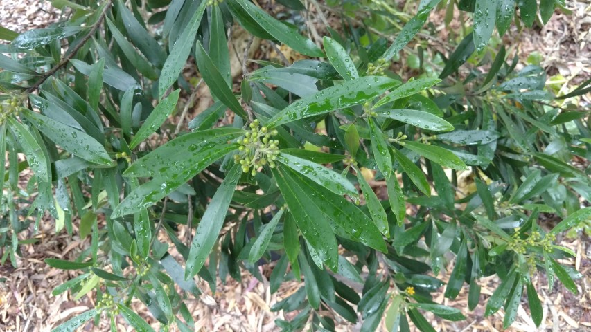 Tristaniopsis lauriana plantplacesimage20161226_185223.jpg