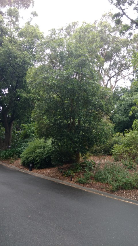 Tristaniopsis lauriana plantplacesimage20161226_185242.jpg