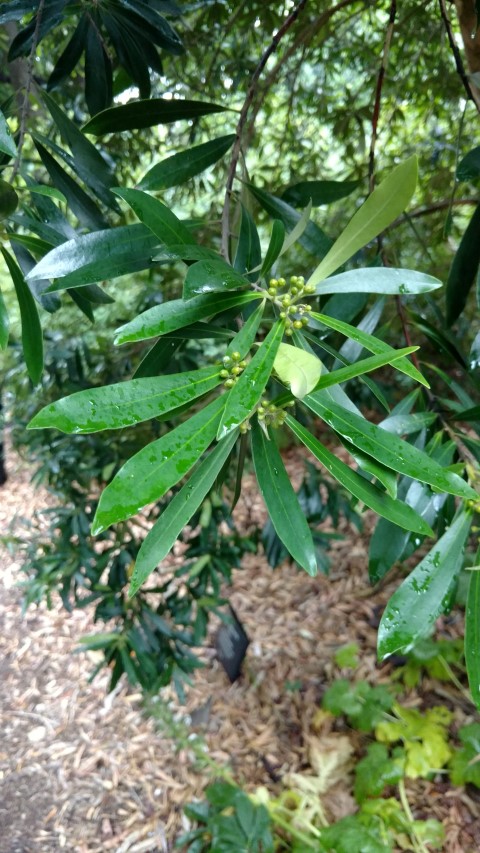 Tristaniopsis lauriana plantplacesimage20161226_185257.jpg