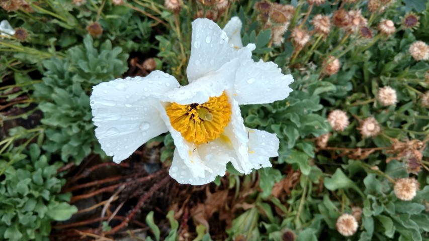 Romneya coulteri plantplacesimage20161226_191413.jpg
