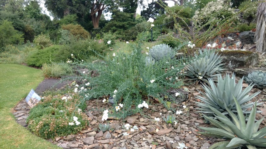 Romneya coulteri plantplacesimage20161226_191425.jpg