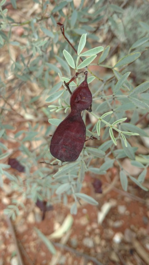 Senna artemisiodes plantplacesimage20161227_141455.jpg