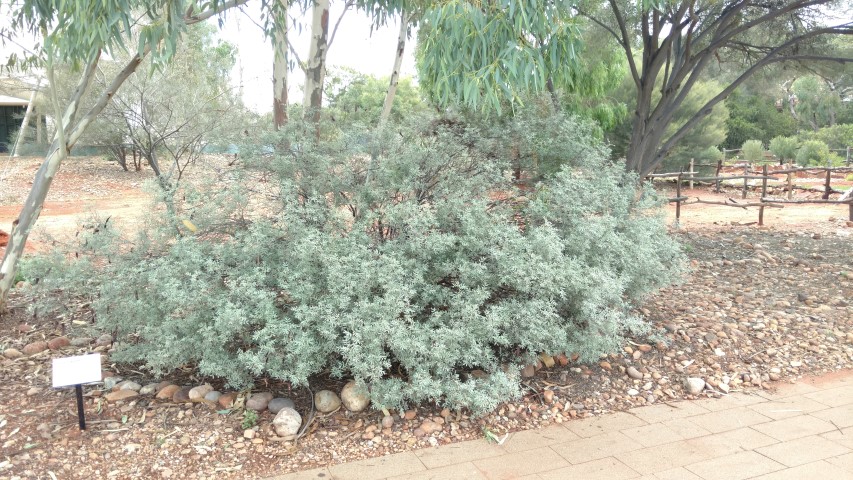 Senna artemisiodes plantplacesimage20161227_141513.jpg