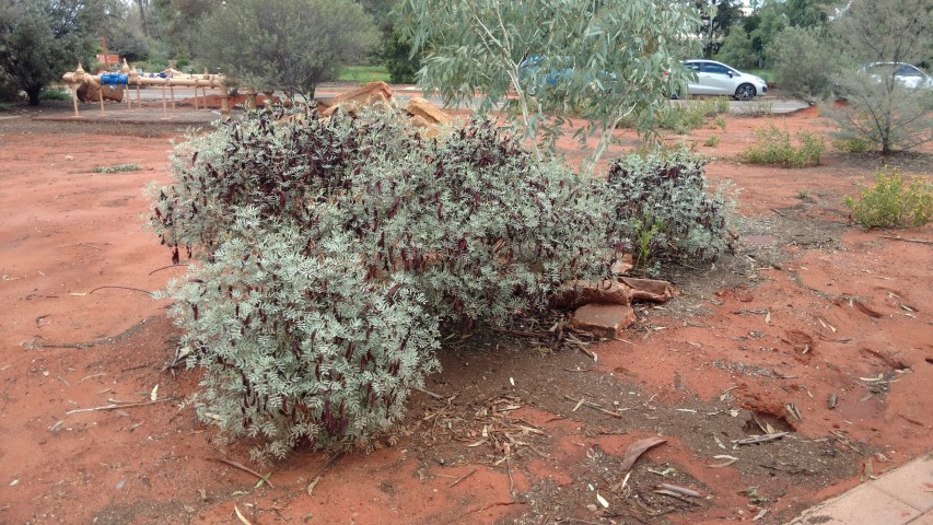 Senna artemisiodes plantplacesimage20161227_141914.jpg