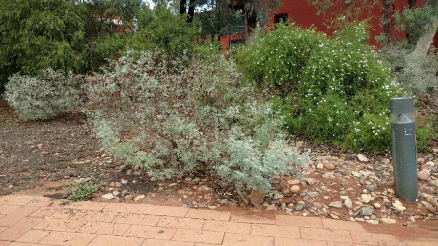 Senna artemisiodes plantplacesimage20161227_142058.jpg