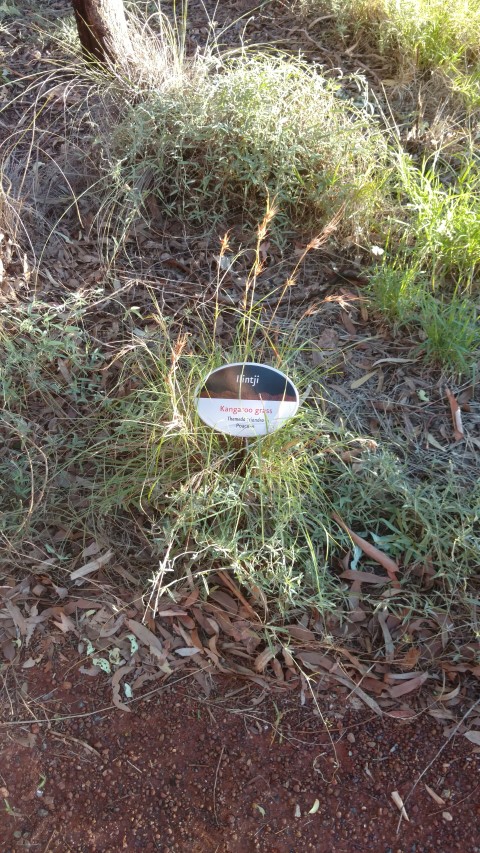 themeda triandra plantplacesimage20161228_063129.jpg